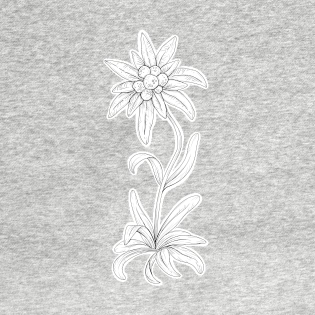 Edelweiss Flower Pen Drawing by emmalouvideos